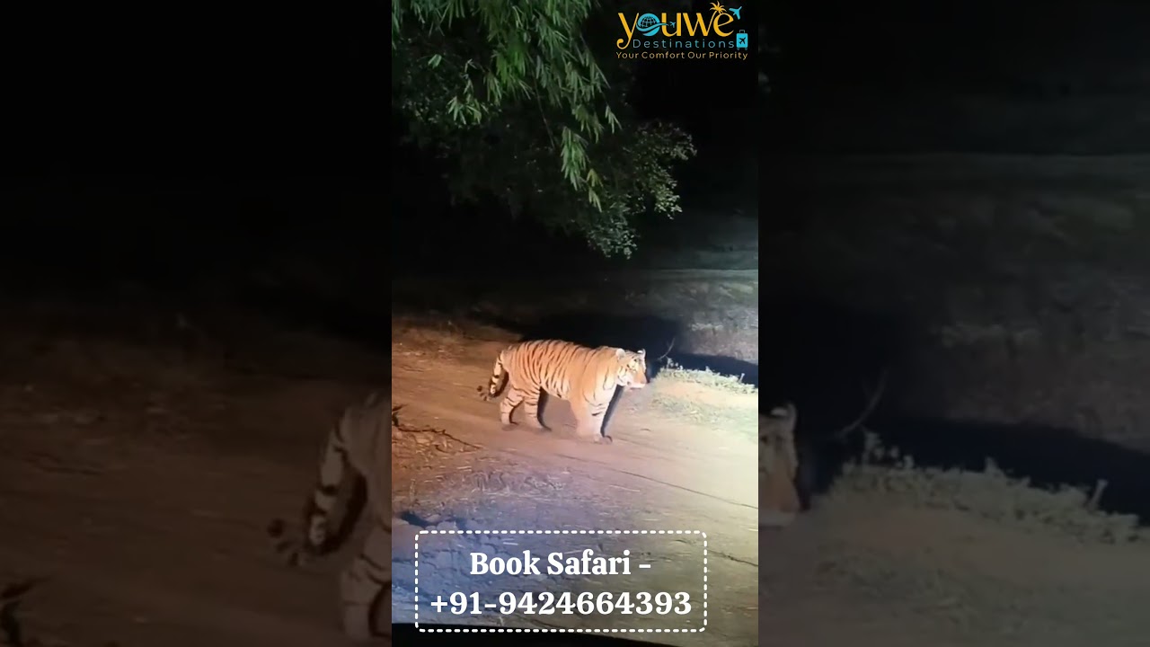 Tiger Safari 🐯 | How To Book Tickets For Kanha Safari #youtubeshorts #shorts #kanhatigerreserve