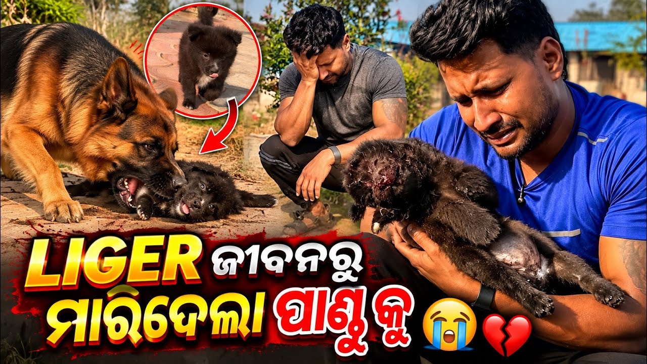 Liger ଜୀବନରୁ ମାରିଦେଲା ବିଚରା ପାଣ୍ଡୁ କୁ 😭 || ବିଶ୍ୱାସ କରି ପାରୁନି liger ଏମିତି କରି ପାରିଲା 😭