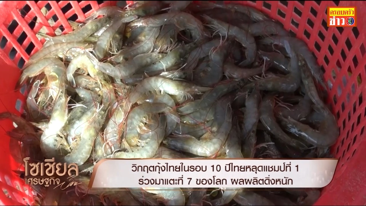 กุ้งไทยเจอวิกฤตครั้งใหญ่ในรอบ 10 ปี ฉุดไทยหลุดแชมป์ลงมาอยู่อันดับ 7 ของโลก