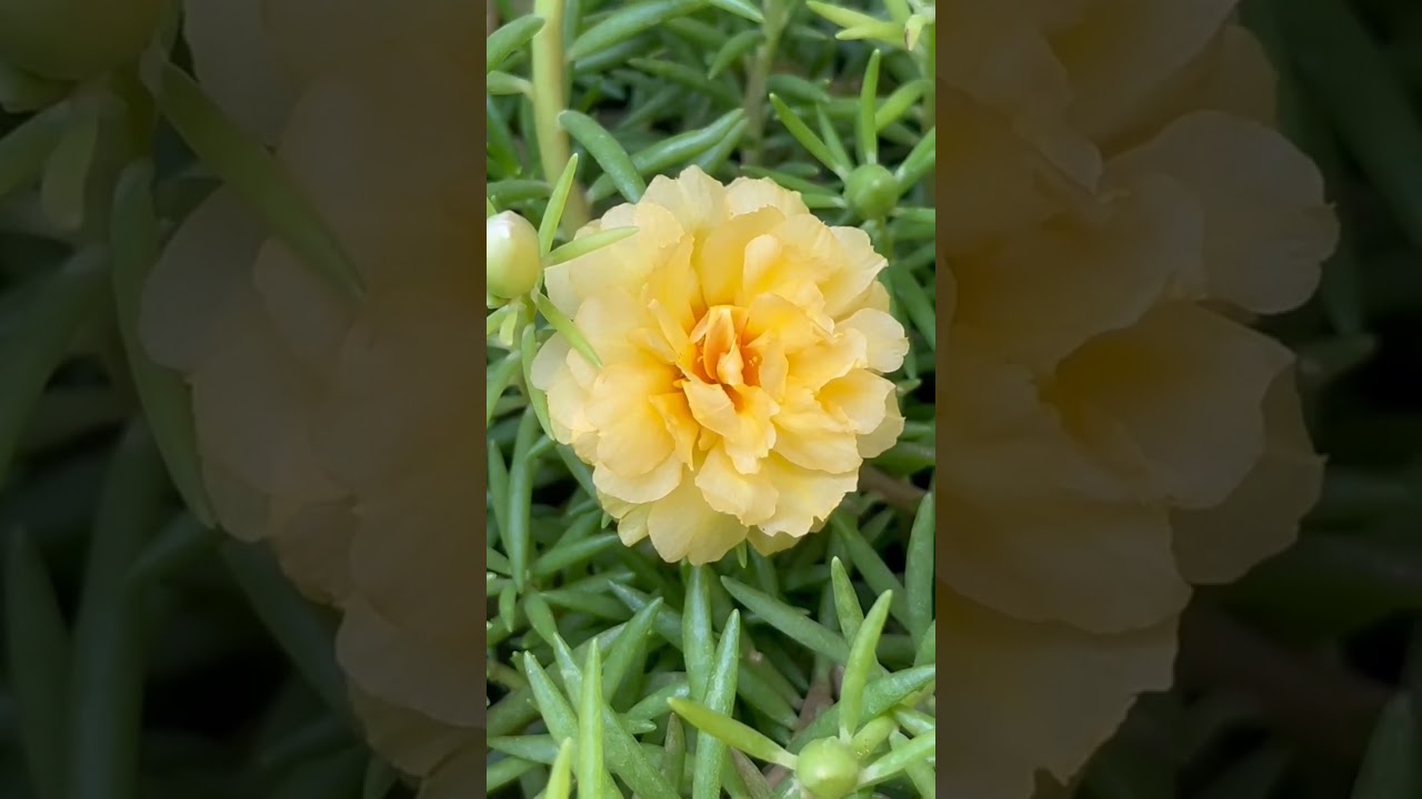 #portulaca plant flowers in beautiful colours#mossrose#vinca#gardening