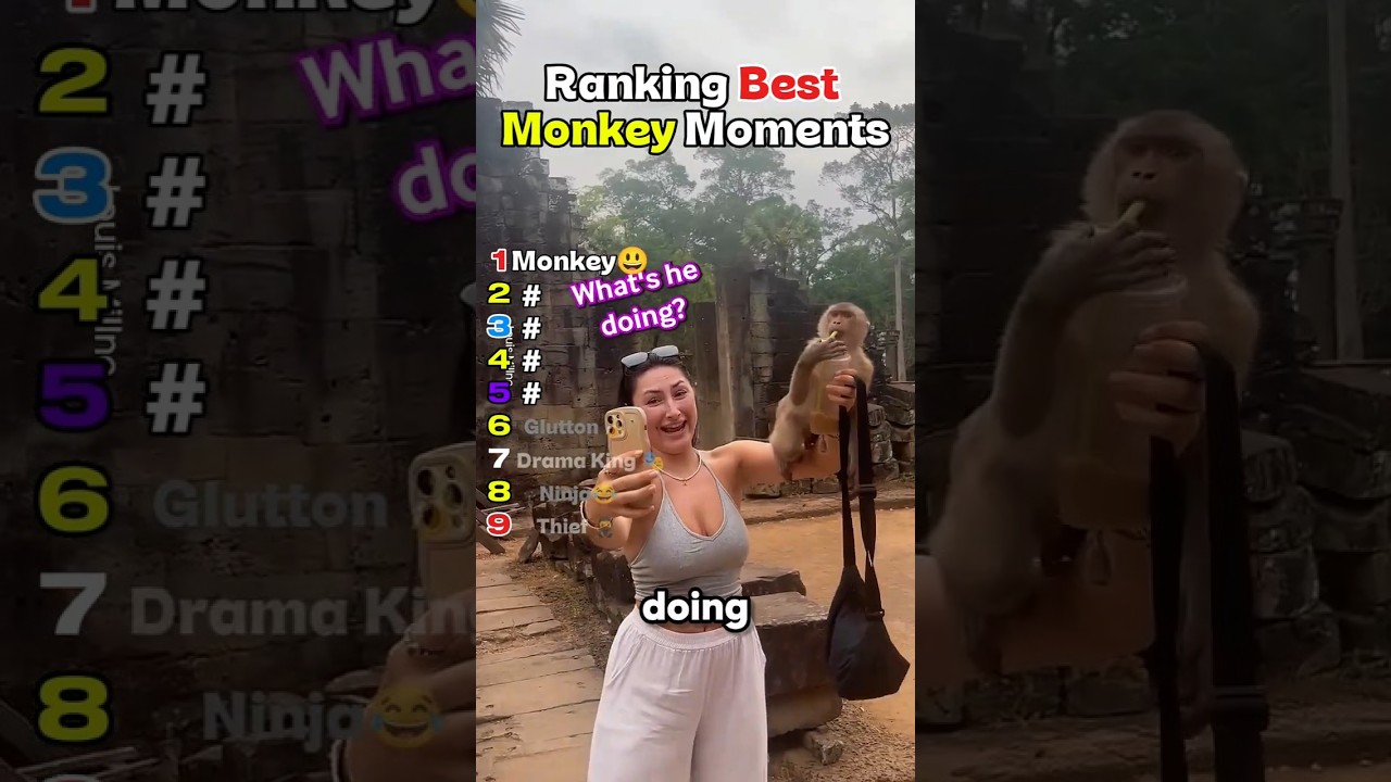 Ranking Best Monkey Moments 🐒 #shorts