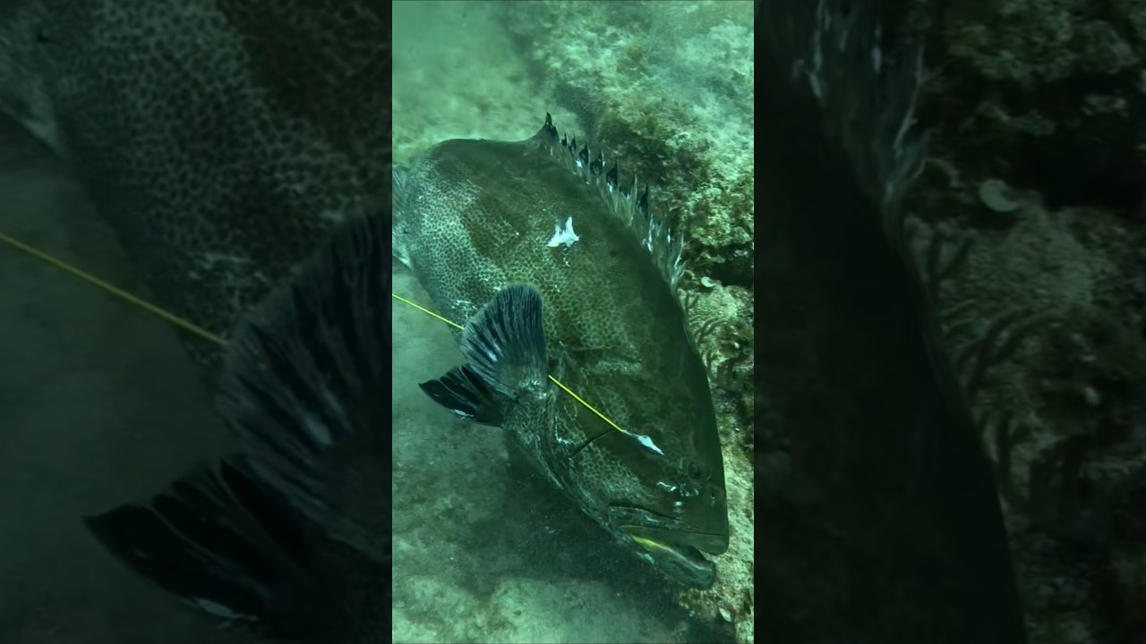 Girl Spearfishing Giant Black Grouper #fishing #spearfishing
