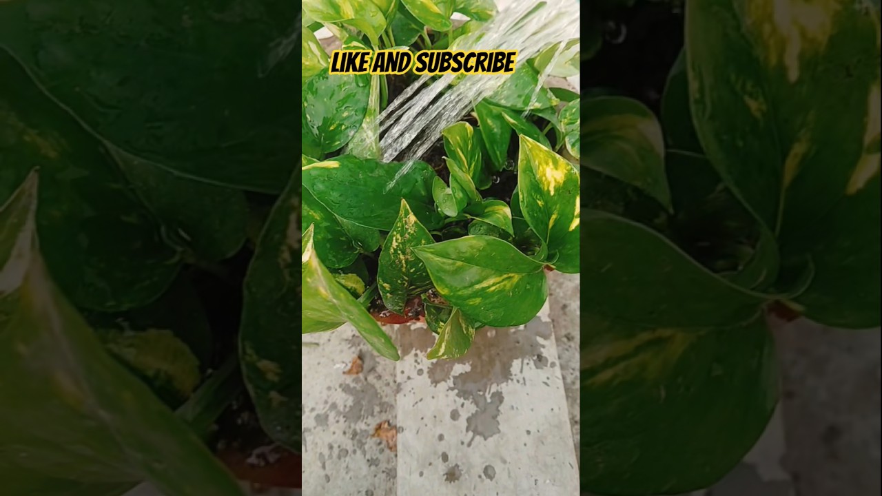 Money plants ki 3 disha #plants #shortsfeed  #gardeningideas #astrology #facts #youtubeshort