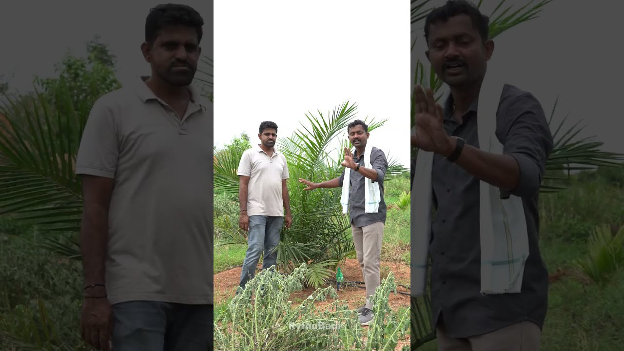 ఆయిల్ పామ్ లో అంతర పంట వక్క (పోక) #rythubadi #palmoil #arecanut