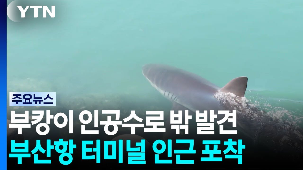 수로 나간 '부캉이' 근처에서 발견..."건강한 상태" / YTN