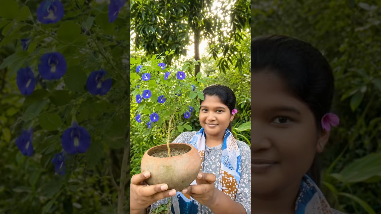 নীলকণ্ঠ গাছের বনসাই!😃 || #chadbagan #rooftopgarden #gardening #bangla_vlog
