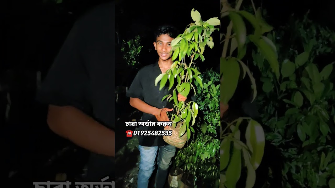 সীডলেস লিচু বীজ বিহীন লিচু #লিচু #চারা #agriculture #garden #farming #agromartbd #সীডলেস #লিচু