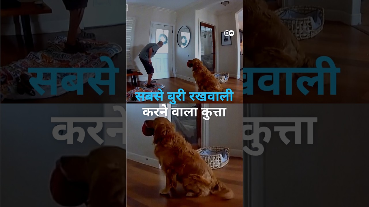 कुत्ते ने चोर को ही थमा दी बॉल [World's Worst Guard Dog]
