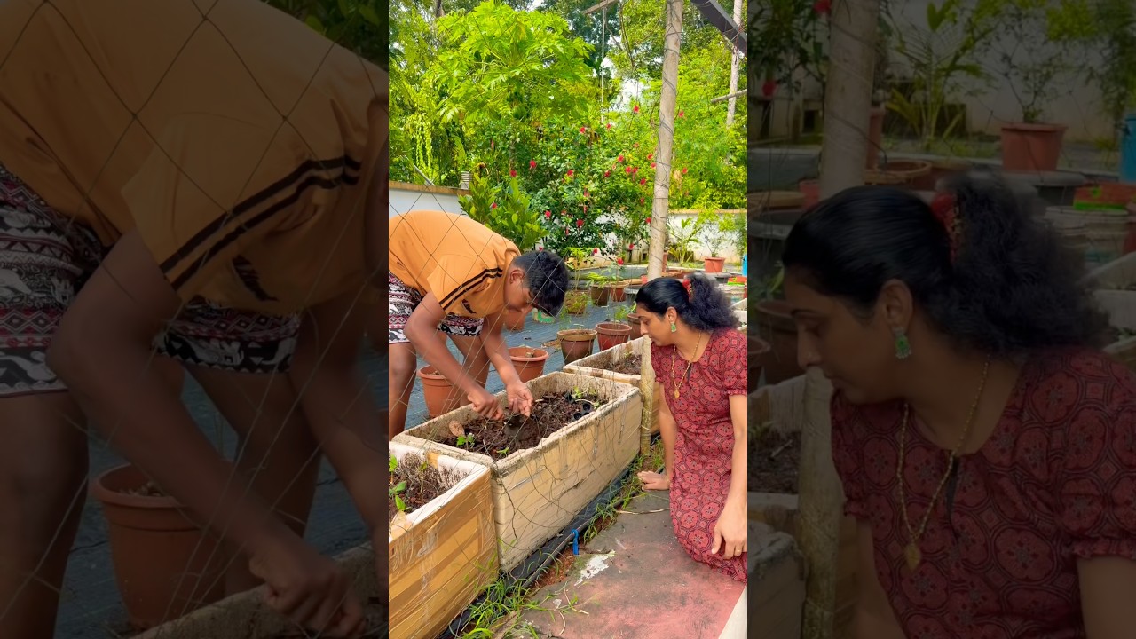 ഇന്നലെ മഴ പെയ്തതുകൊണ്ട് നല്ല tension ആയിരുന്നു😊 #vlogs #minivlog #home #garden #gardening #plants