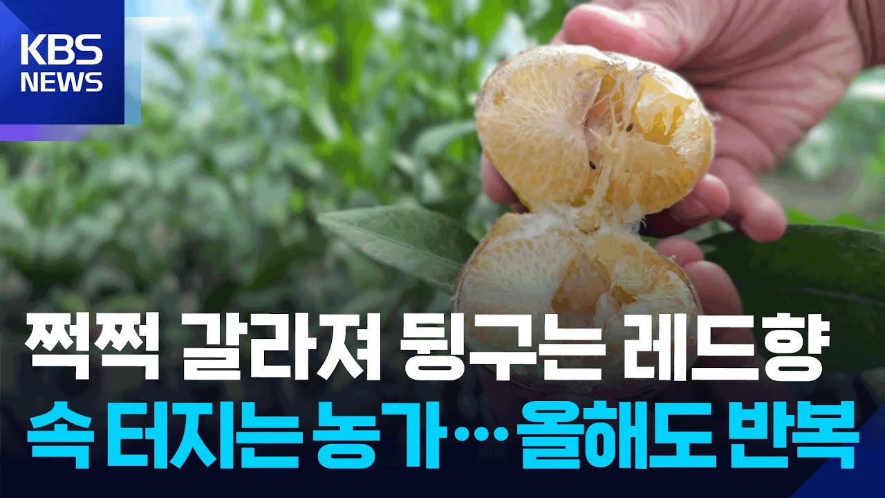 쩍쩍 갈라져 뒹구는 레드향…속 터지는 농가…올해도 반복 / KBS 2026.09.18.