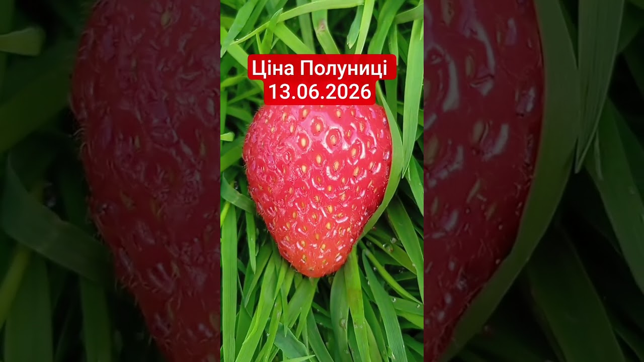 Ціна полуниці 13.06.2026 #полуниця #ціна #ягоди #садівництво #заморозка #скупка #сезон2026 #garden