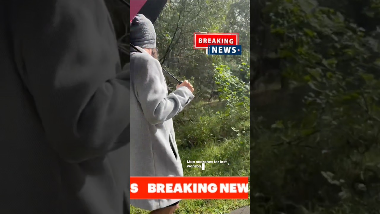 🌧️🦡 WOMBAT WATCH BEFORE THE FLOOD GETS TOO CHEEKY 🦡🌧️