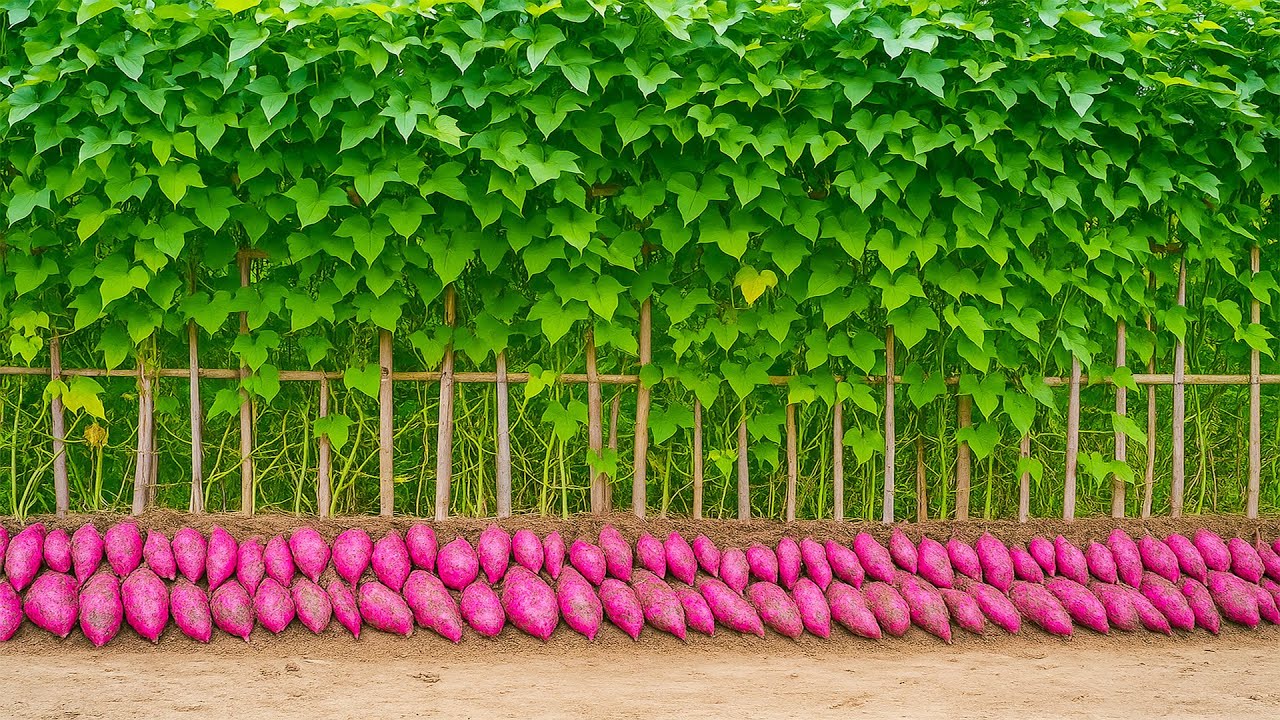 You’ll Never Regret Seeing This Wonderful Way to Grow Sweet Potatoes!