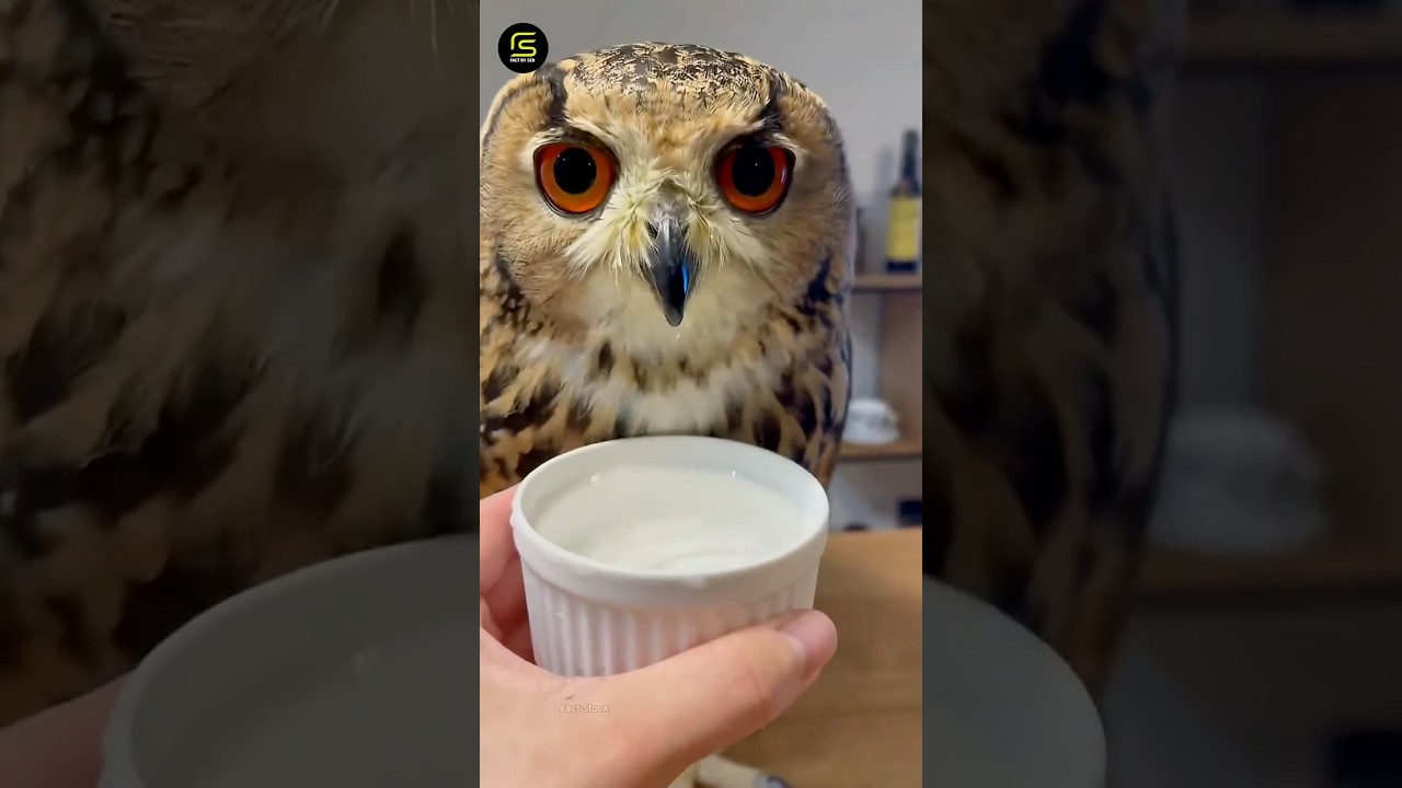Owls: നിങ്ങൾ വിചാരിക്കുന്ന പോലെയല്ല സത്യം! 🤯