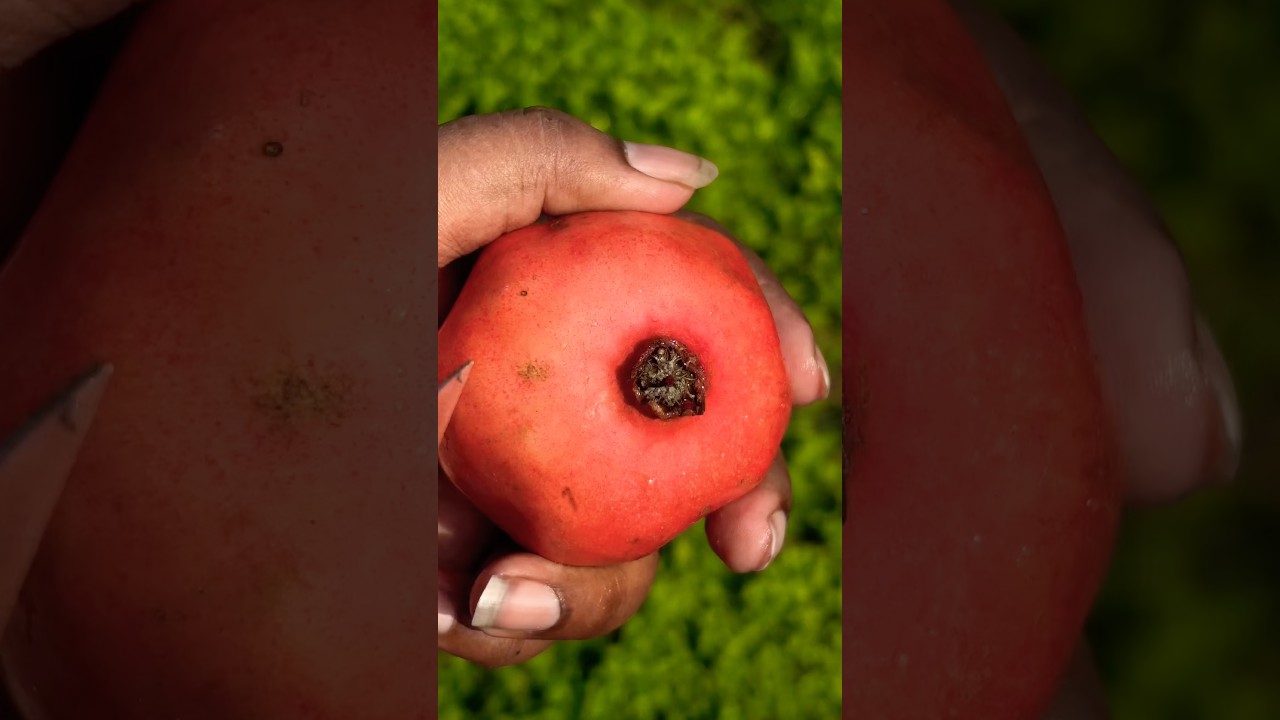 चीनी चाइनीज पिंक अनार काटने का तरीका #shorts #gardening #pomegranate #fruit #viralvideo