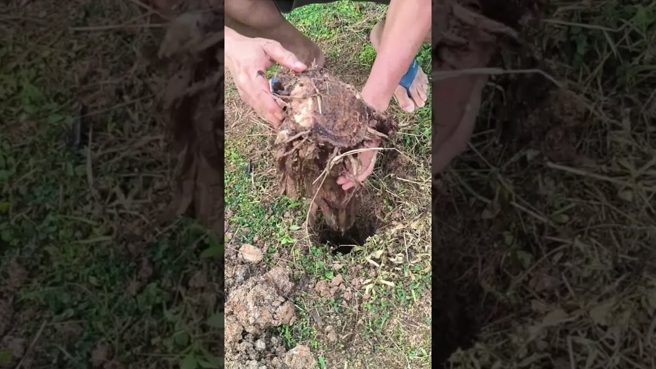 Procedimento de plantar o pé da bananeira vai nascer até no chão!! Nunca mais erre