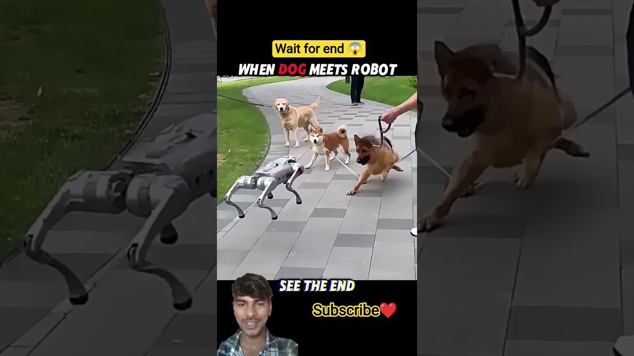 When robot meet dog 🐕 and cat 🐈#shortvideos #funny #youtubeshorts #cat #dog #comedy #trending