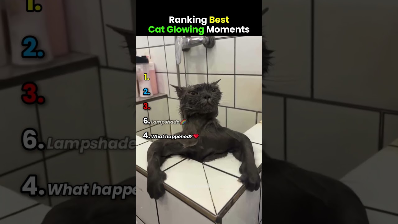 Ranking Best Cat Glowing Moments😺✨