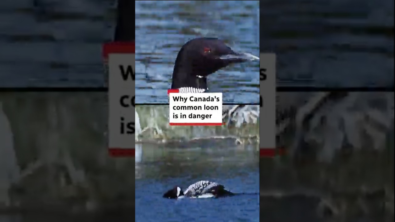Why Canada’s common loon is in danger