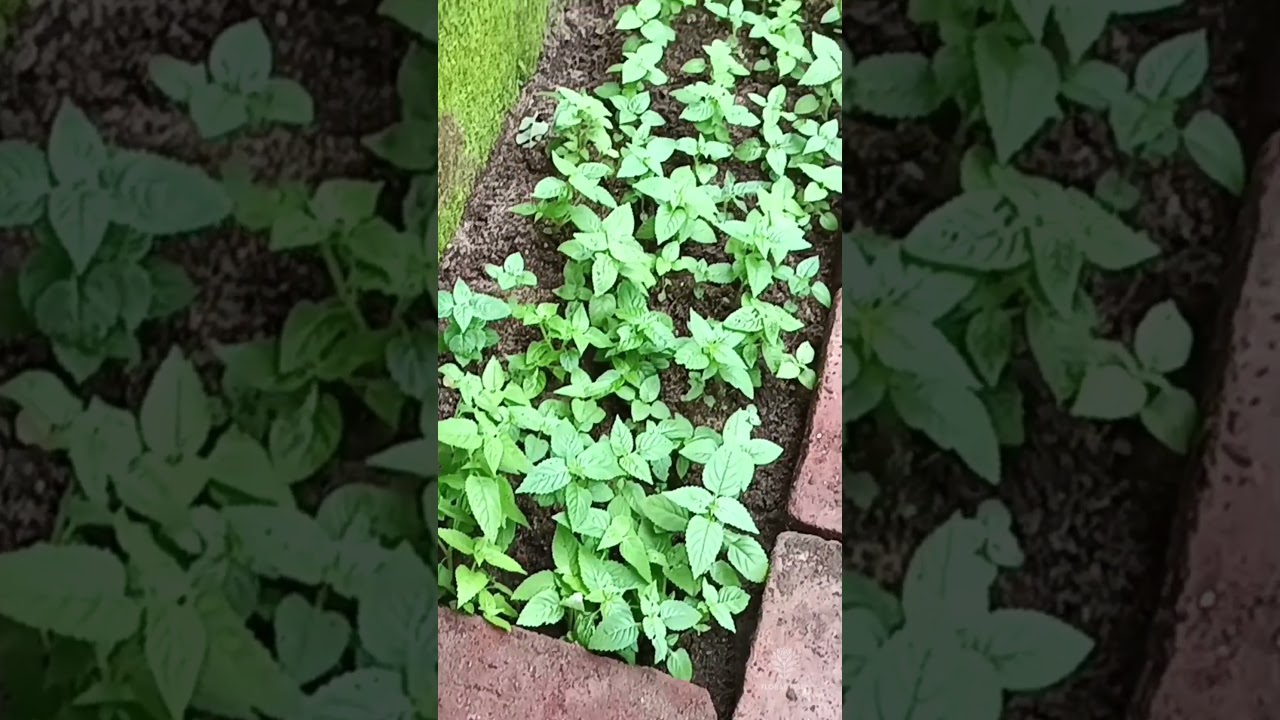 നിറഞ്ഞ്പൂക്കട്ടേ ഇങ്ങനെ നടാം#trending #gardening #garden #plants