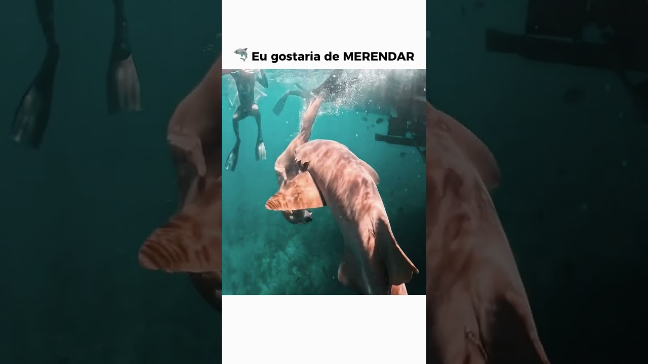 mordidinha de leve #fishing #pesca #pescaria #tubarão