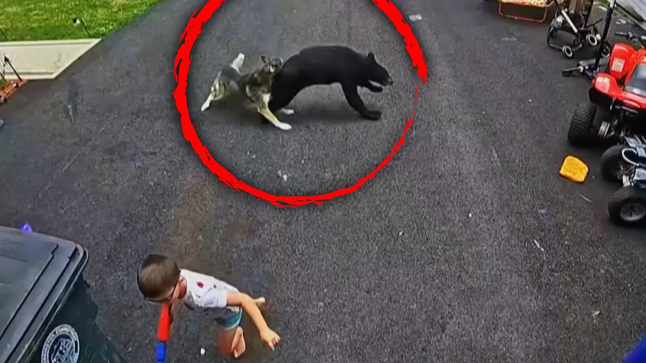 Faithful Husky Saves 6-Year-Old Boy From Charging Black Bear