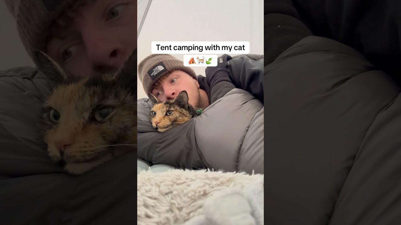 Tent Camping With My Cat! 🐈🏕️👨🏼#catdad #cat #cats #adventurecat #coolcat #camping #travelcat