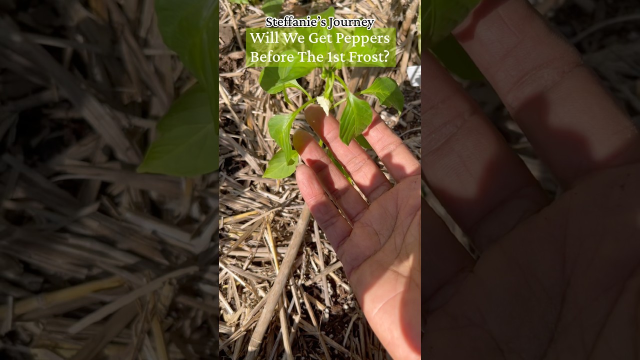 Will We Get Peppers Before The 1st Frost? #growingpeppers #growyourownfood #gardening #fyp #fypシ