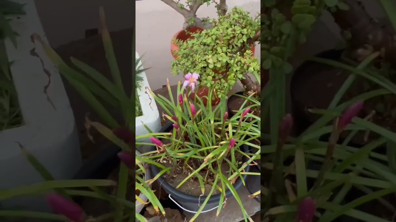 #rainy lily#portulaca#vinca#gardening