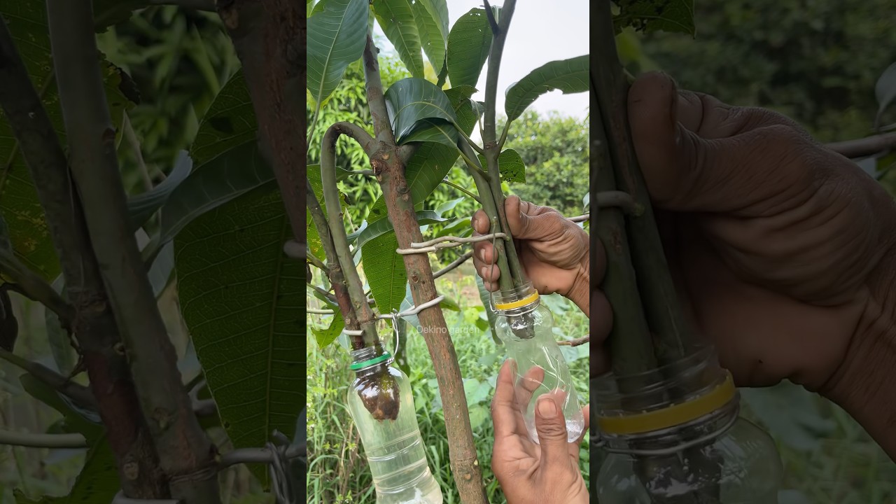 easy way to propagate mango plants🥭#gardening #plants #shorts