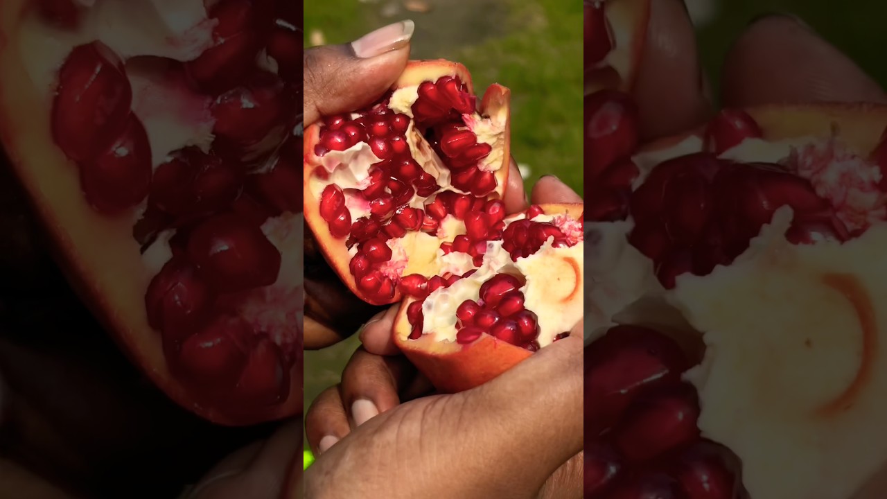 चीनी चाइनीज़ रेड दाना अनार काटने का तरीका #shorts #gardening #pomegranate #fruit #viralvideo