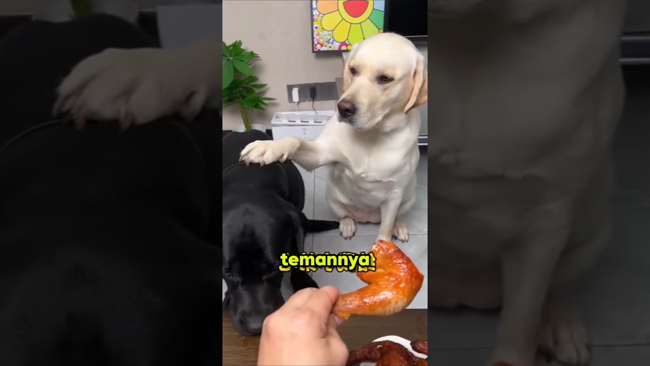 Anjing Ini Malah Mengajari Pemiliknya Arti Keadilan! #shorts #viral #fyp
