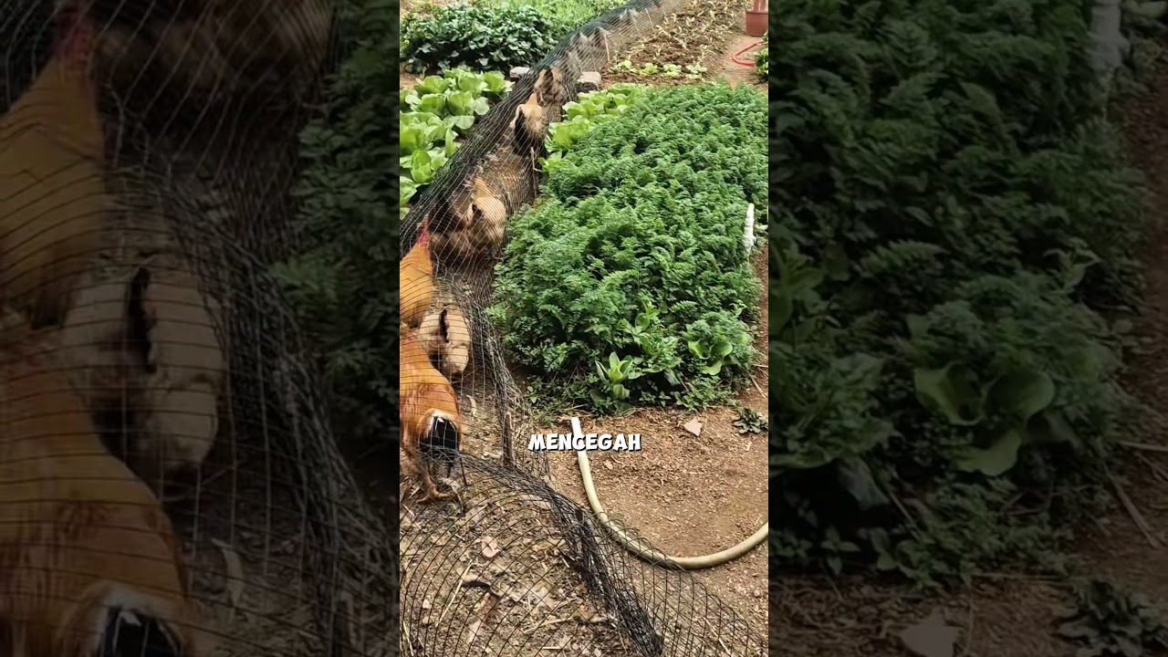 Cara Kreatif petani Memelihara Ayam #pertanian #peternakan #garden #trikpintar