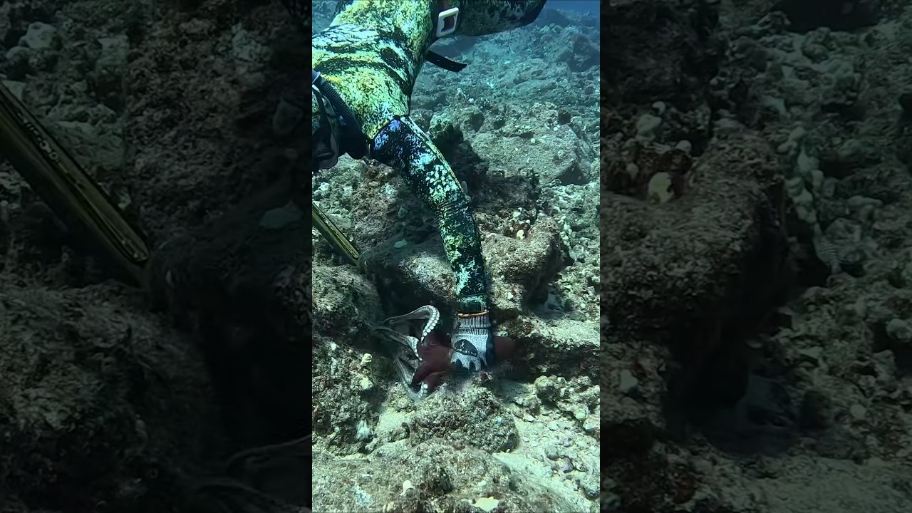 Diving for Hawaii Octopus #divng #spearfishing