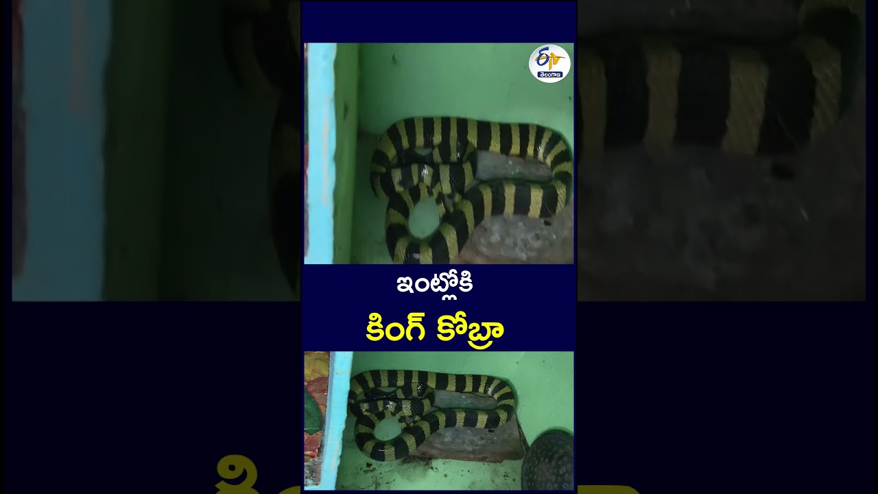 ఇంట్లో గ్యాస్‌ సిలిండర్‌ వెనక దాక్కున్న కింగ్‌ కోబ్రా#KingCobra #CobraRescue #SnakeRescue