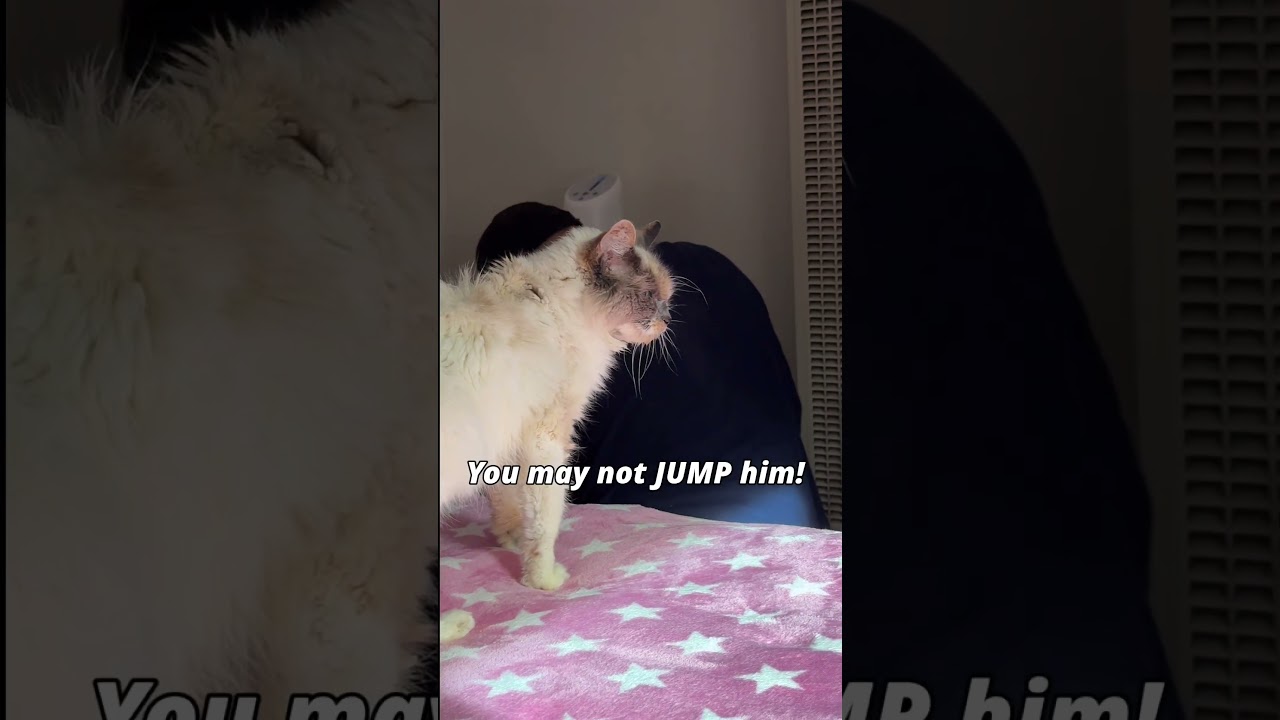 Attack Kitty Part two