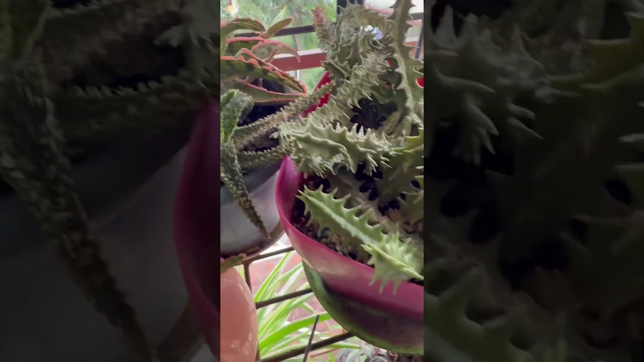 #garden#gardening #plants#highlights #shortsfeed #shorts #foryou #youtubeshorts #trending #fyp#viral