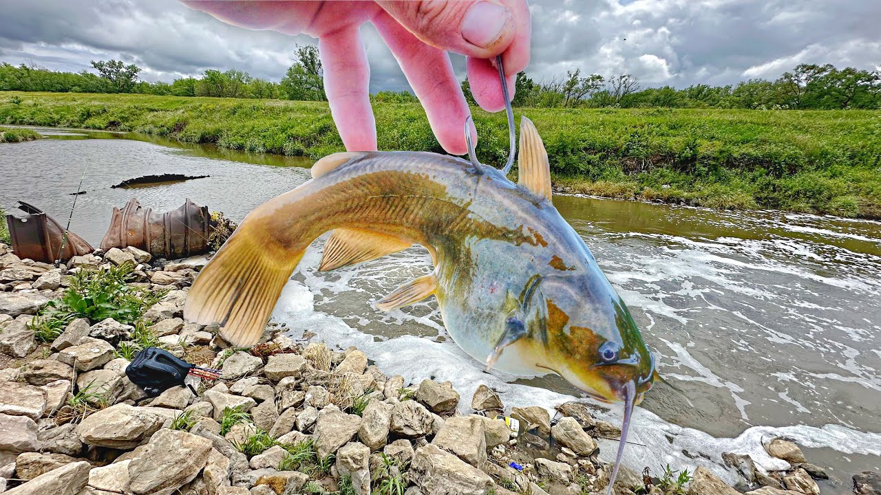A MONSTER FISH Was Living In This URBAN CREEK!!! (Live Bait Fishing)