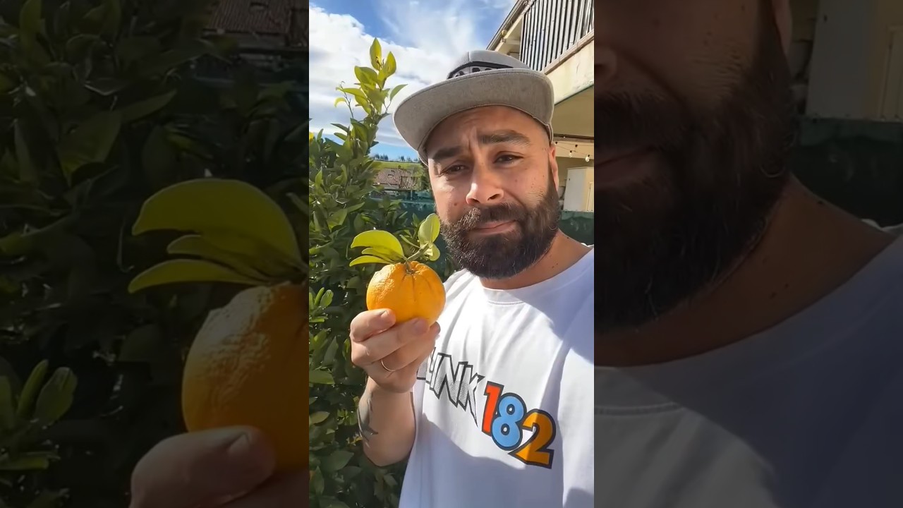 #food tariy orange fruit funny magic video editing cut from ASMR #shorts