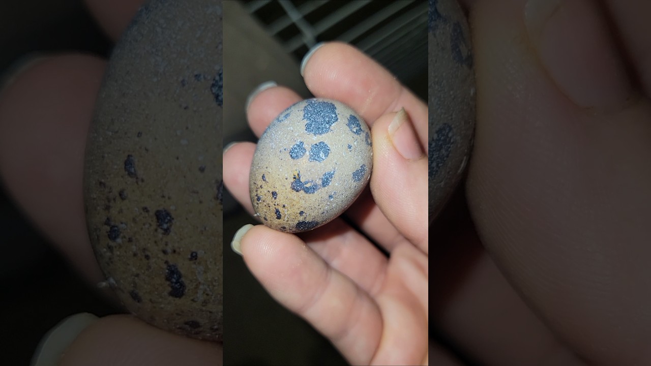QUAIL EGG HUNT 6-27-26 #coturnixquail #quail #quaileggs #cuteanimals #homestead #asmr #vlog #farming
