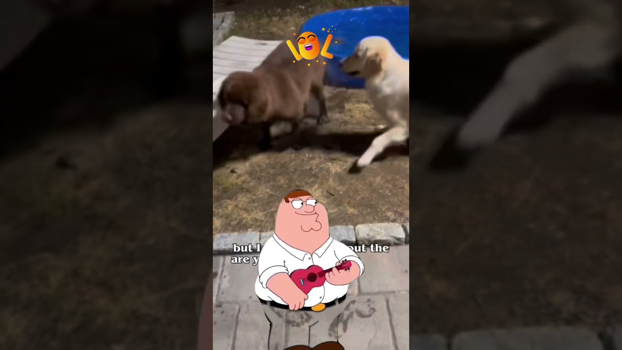 Credit Card Debt! #credit #debt #dogs #puppydog #reels #shorts