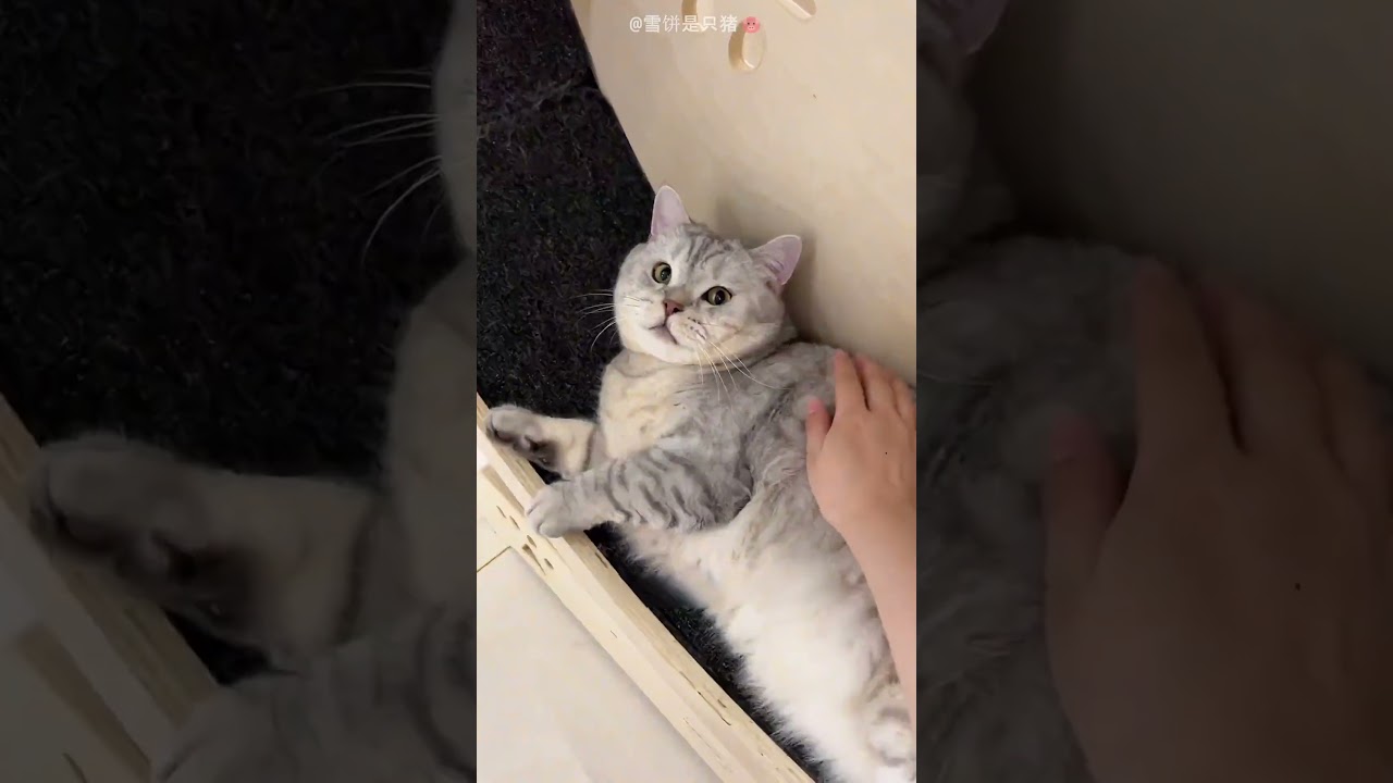 Man Has Laziest Cat