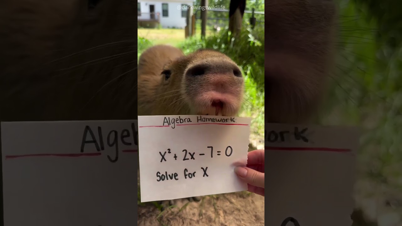 Capybara Shows a Cute Trick