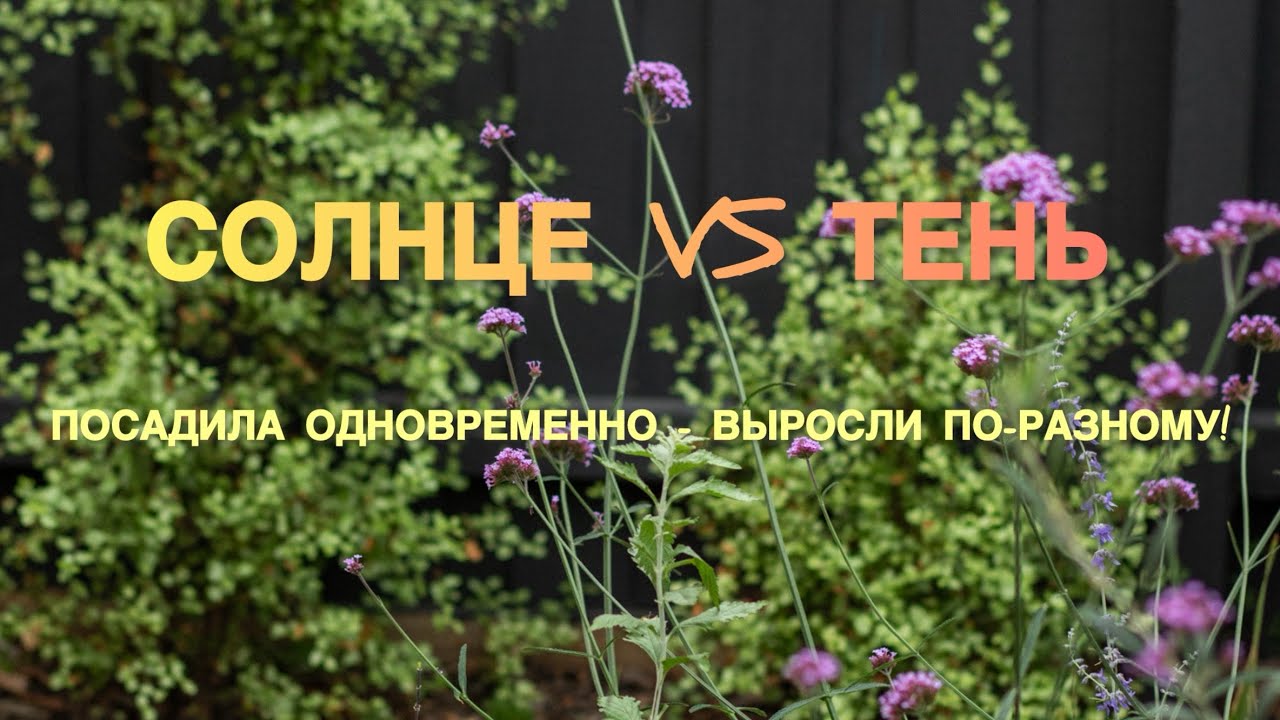 Sun vs Shadow in the garden! | Солнце или тень. Показываю разницу на одних и тех же растениях!