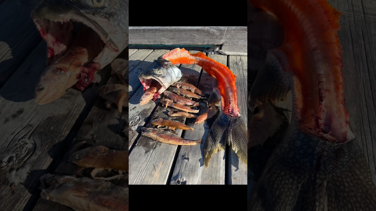 17 million dollars spent to feed Lakers Cutthroat, expensive chum. #fishing