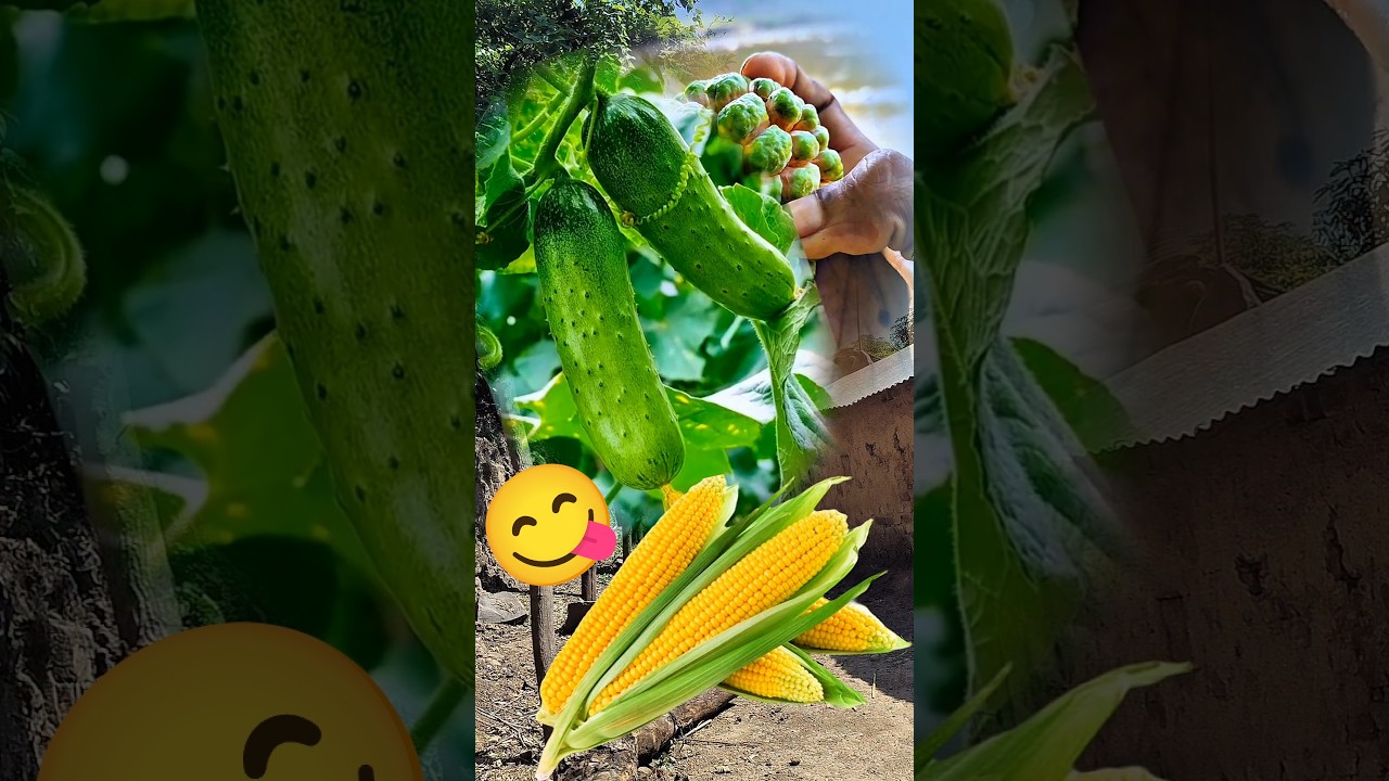 Khet me Khira or bhutte 😋🥒🌽 | #minivlog #bhutta #fruit #shortvideo