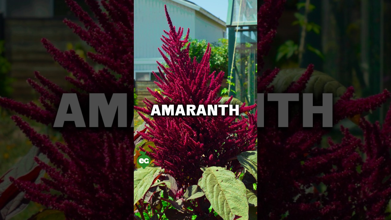 I grew this “immortal” plant...