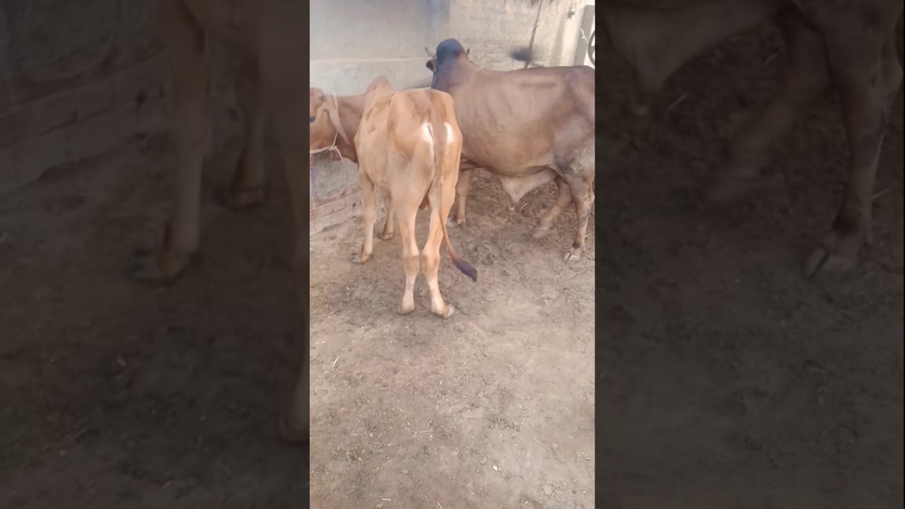 video ko share Karen like Karen