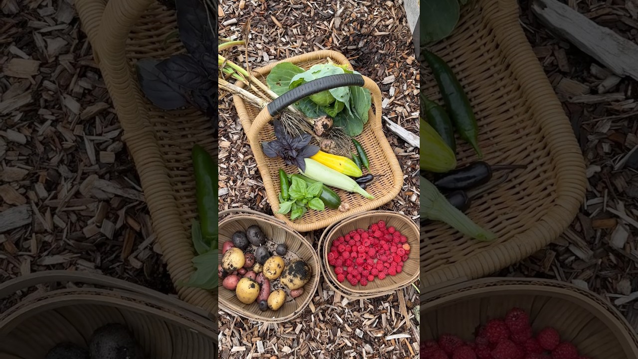 Harvest with Hornworms #harvest #growyourownfood #garden #gardening #hornworm #maryland