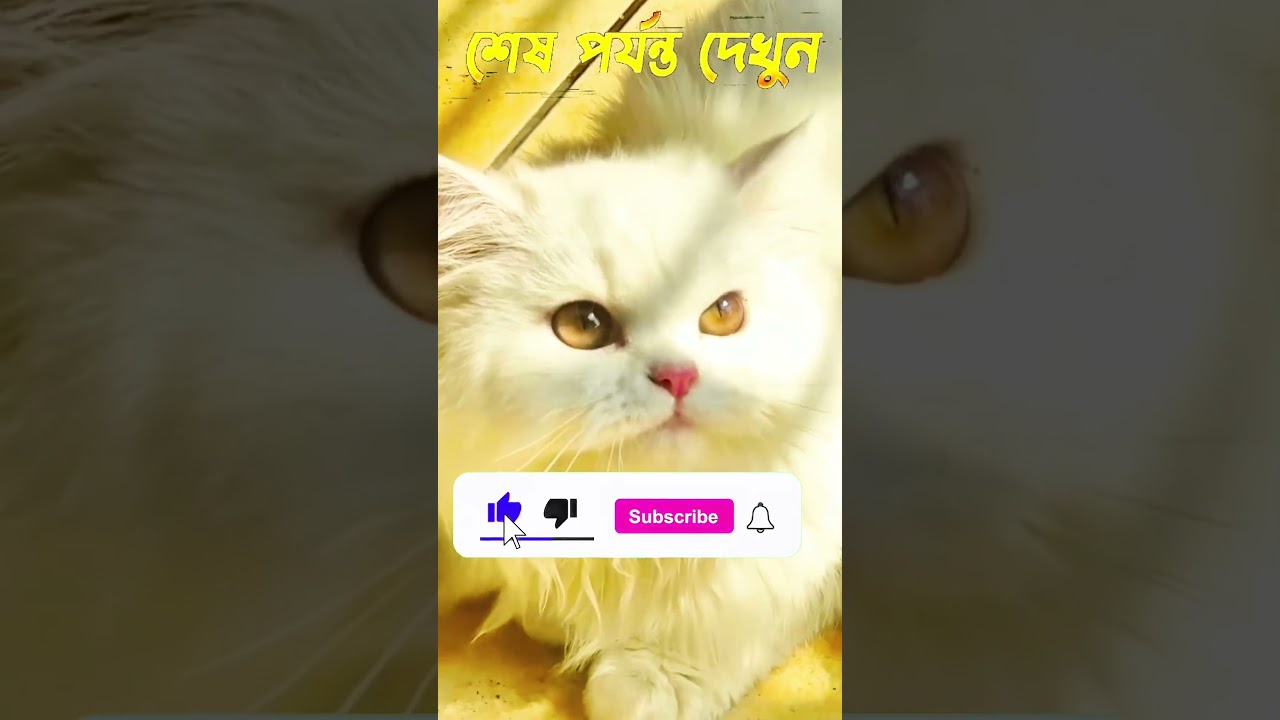 #banglafacts #love